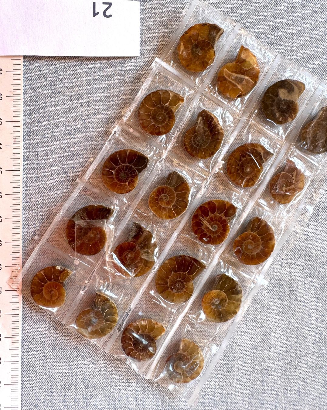 Fossili: Ammoniten   - 10 Paar winzig! top poliert - Geschenk-Idee – Nuovo e nell'imballaggio originale da Leuggern venduto da gemshow 1