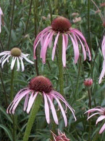 Piante & sementi: Sonnenhut, Echinacea pallida, ca.15 Samen – Nuovo (secondo la descrizione) da Zürich venduto da t24_de