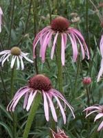 Sonnenhut, Echinacea pallida, ca.15 Samen