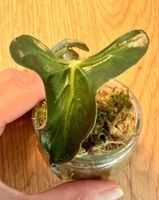 Alocasia Loco aus Rhizom