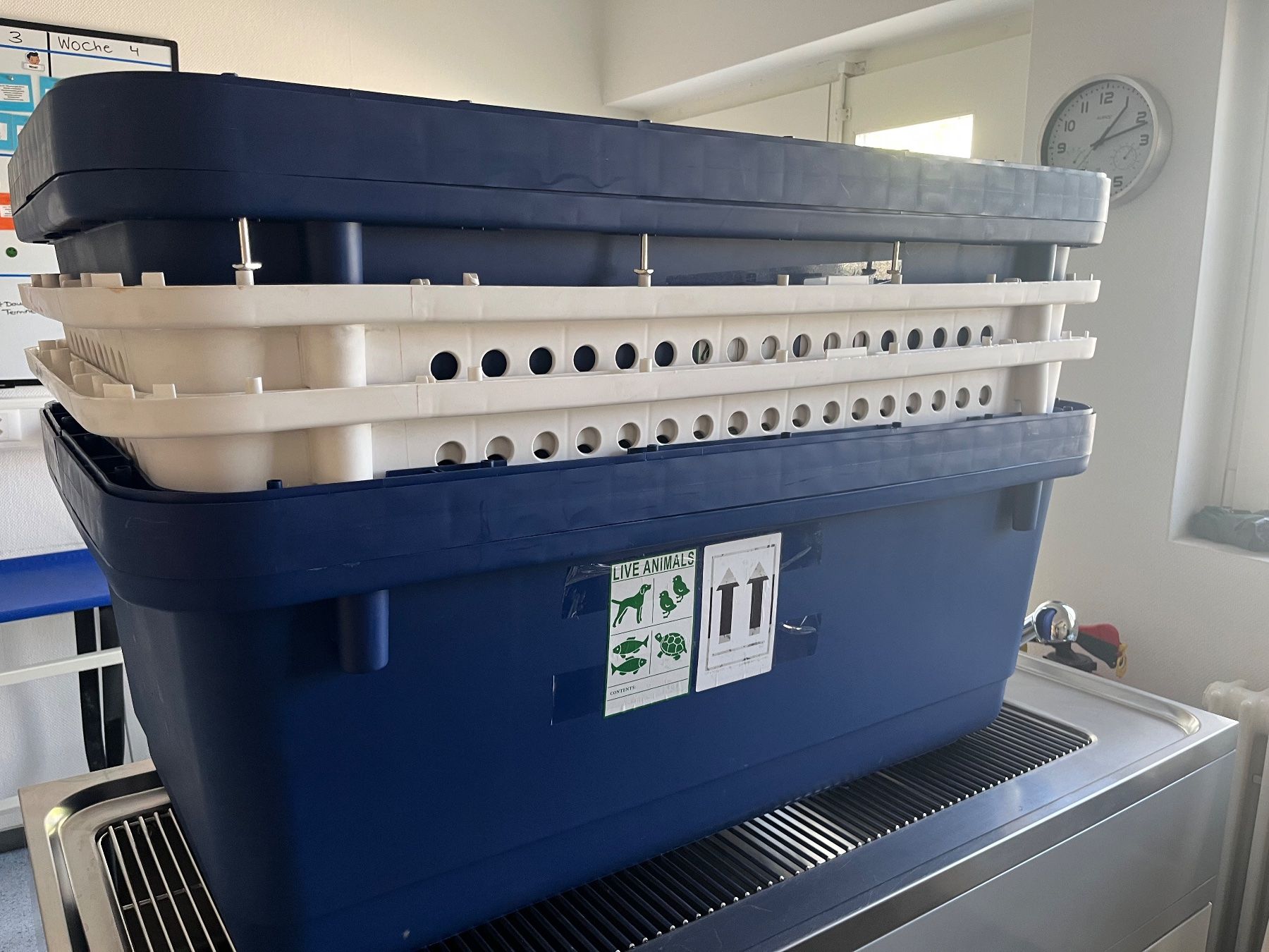 Gabbie, trasporto & Sicurezza: Transport Boxen Hunde gross – Nuovo (secondo la descrizione) da Adliswil venduto da lucky20 2