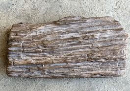 Fossil versteinertes Holz aus der Sahara 2110 Gramm