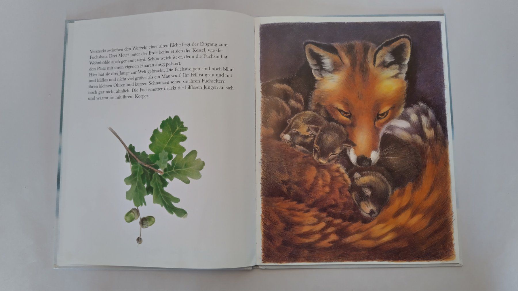 Bücher: Fuchs - Bilderbuch / Fuchsbeute / Ab Fr. 8.- – Gebraucht aus Bellach von JingleJerry 3