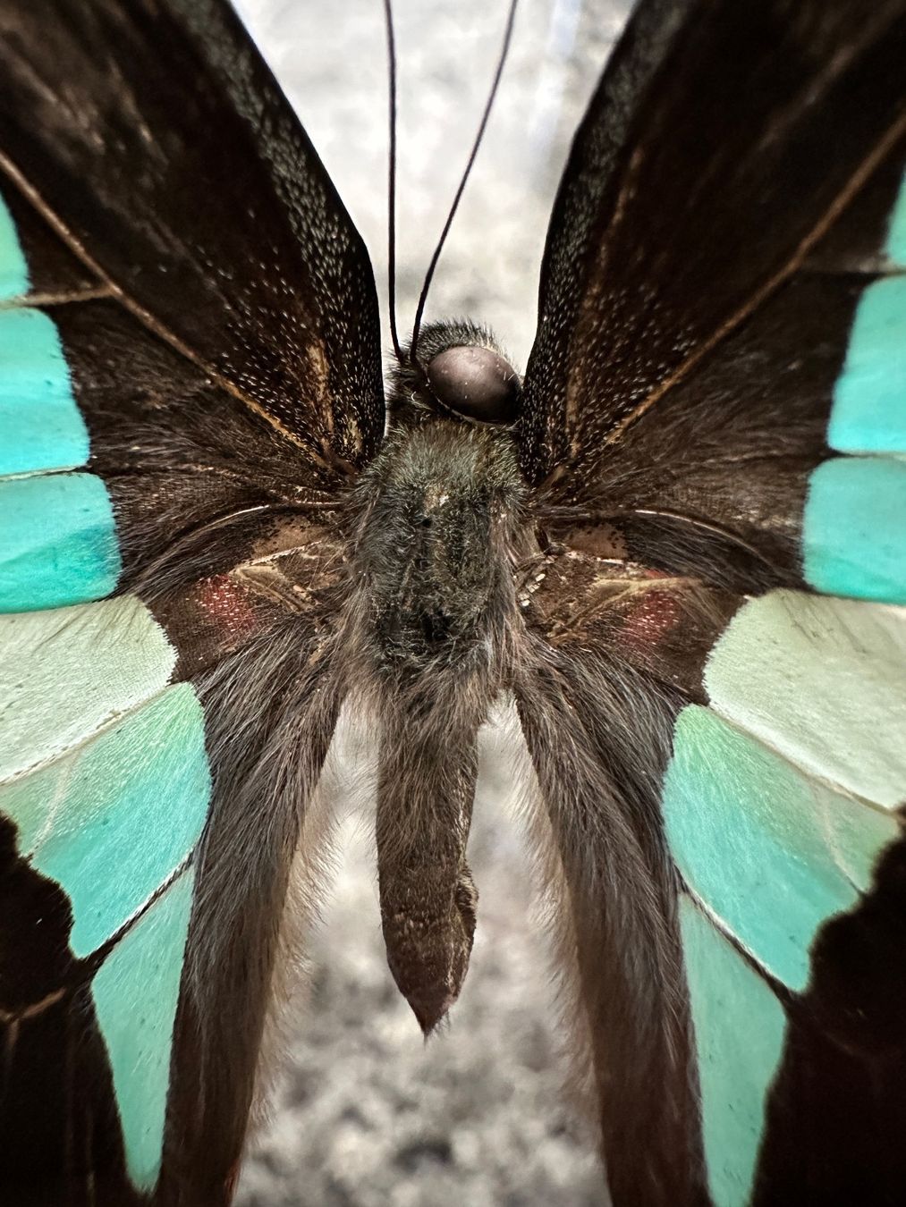 Il mondo degli animali: Papillon naturalisé – Nuovo (secondo la descrizione) da Biel/Bienne venduto da Dragonpandora 3