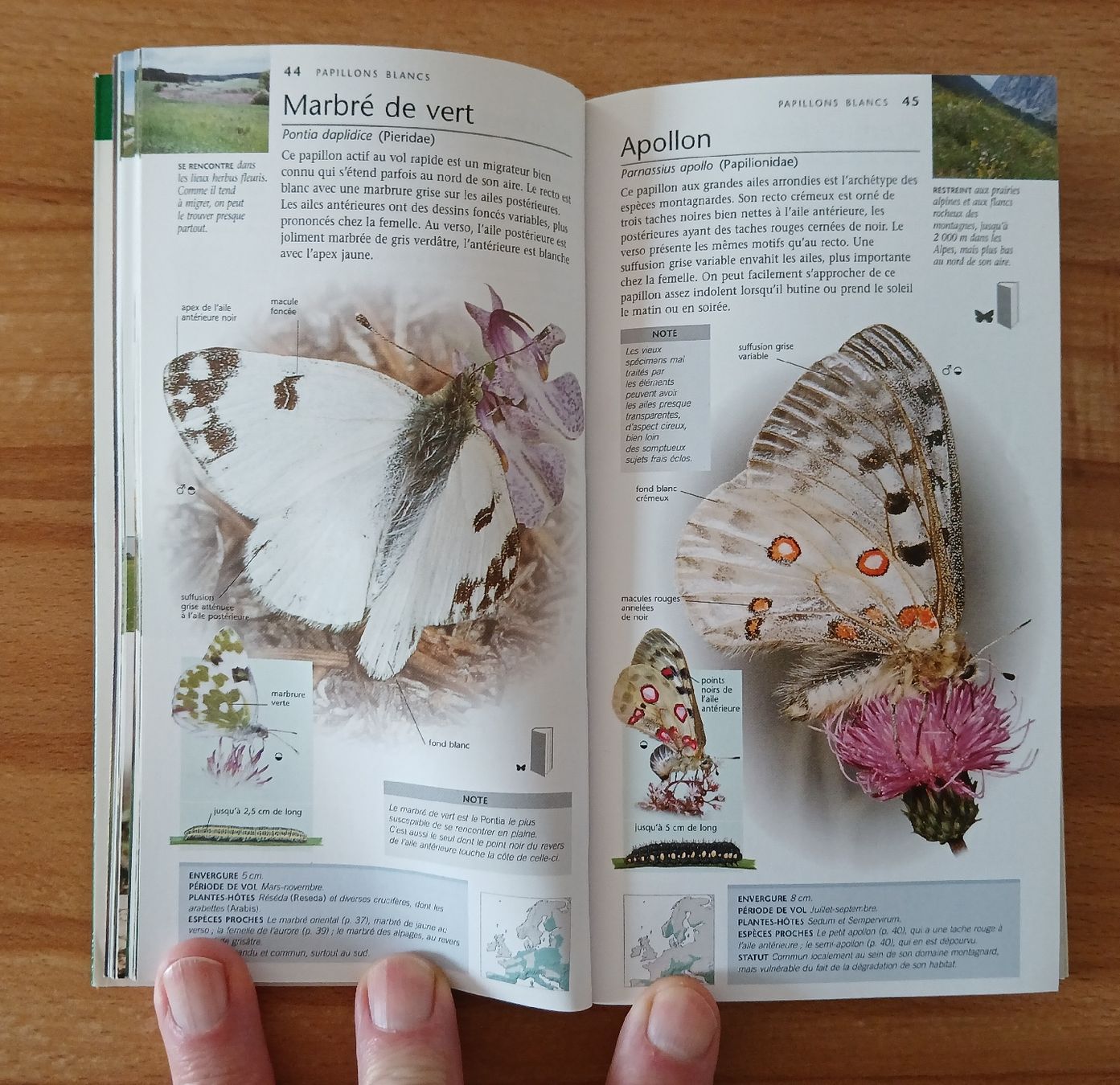 Libri: Papillons, Nature en poche – Usato da Le Sentier venduto da arc_2thy 7