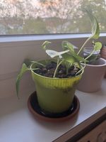 Kleiner goldener Efeu (Epipremnum aureum)