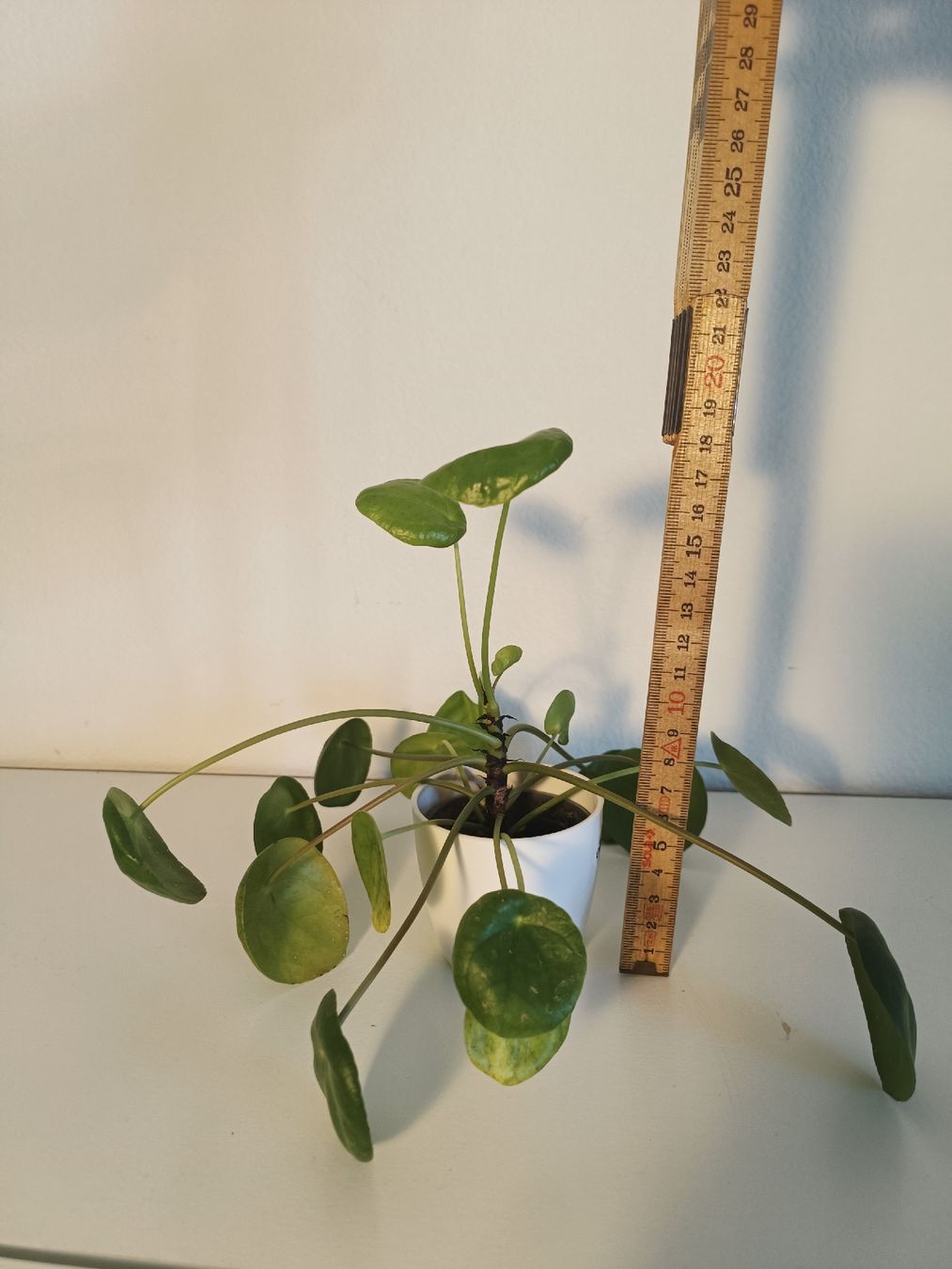 Pflanzen & Samen: Pilea Peperomioides – Gebraucht aus Luzern von sann2 1