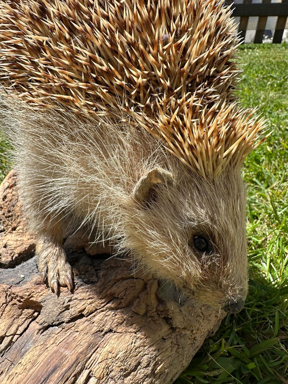Il mondo degli animali: Ausgestopfter Igel – Usato da St.Moritz venduto da marog90 3