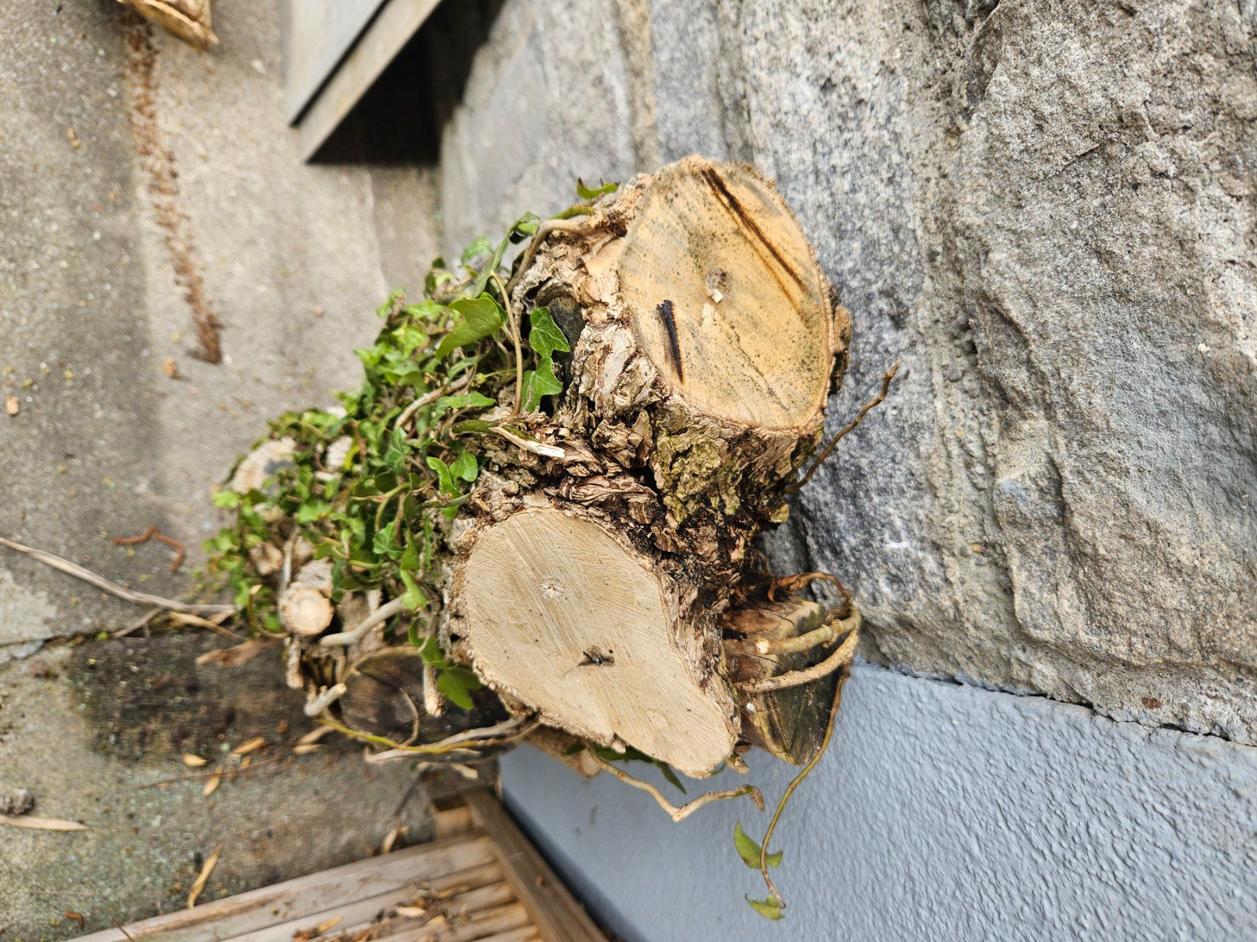 Holzartikel: Holunder Baumstamm zum Schnitzen – Gebraucht aus Hitzkirch von badules 3
