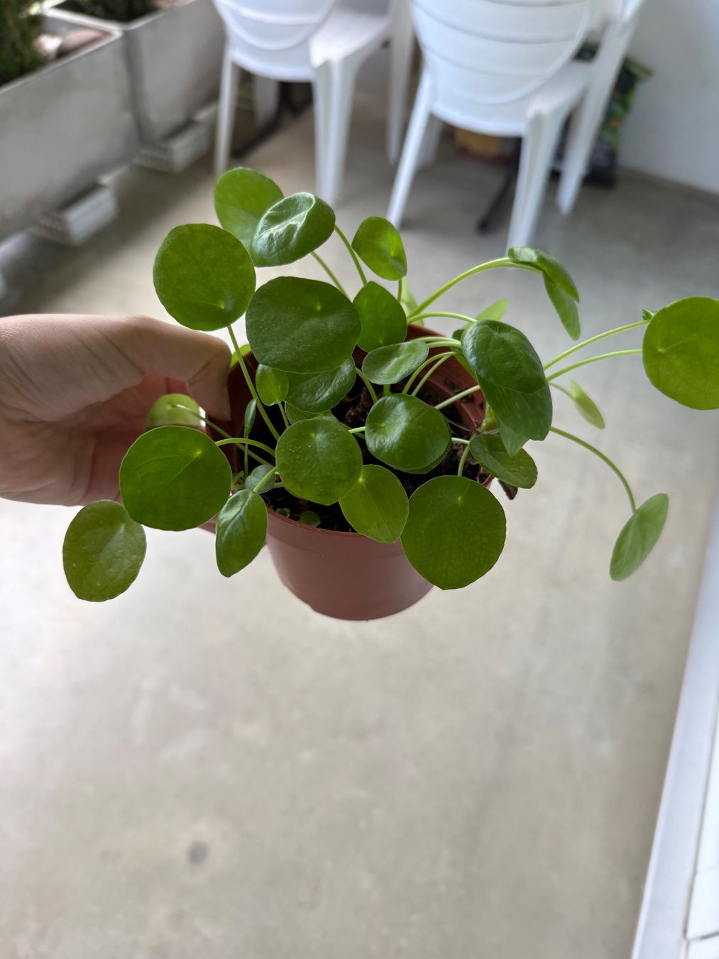 Piante & sementi: Pilea Pflanze – Usato da Bern venduto da Wil.Wayne 1