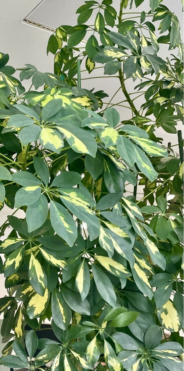 Piante & sementi: STRAHLENARALIE - SCHEFFLERA - HEPTAPLEURUM – Nuovo (secondo la descrizione) da Buchs AG venduto da fischli610 1