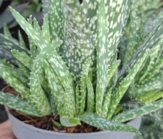 Absolute Seltenheit: Aloe Rauhii, H: 30-50 cm gewaschene