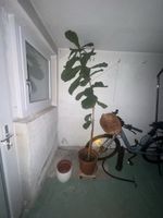 Pflanze zu verkaufen