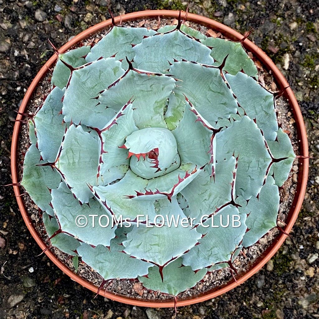 Piante & sementi: Agave Potatorum Kichiokan Ø 20cm – Nuovo e nell'imballaggio originale da Adliswil venduto da asTOMas963 5