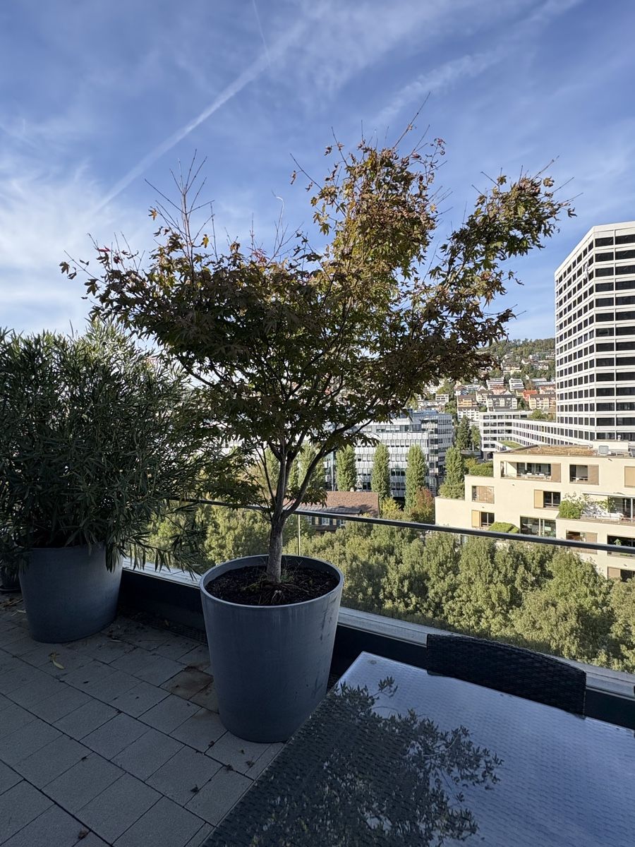 Pflanzen & Samen: Grosser Fächerahorn mit Topf  – Gebraucht aus Zürich von seb_8rsb 8