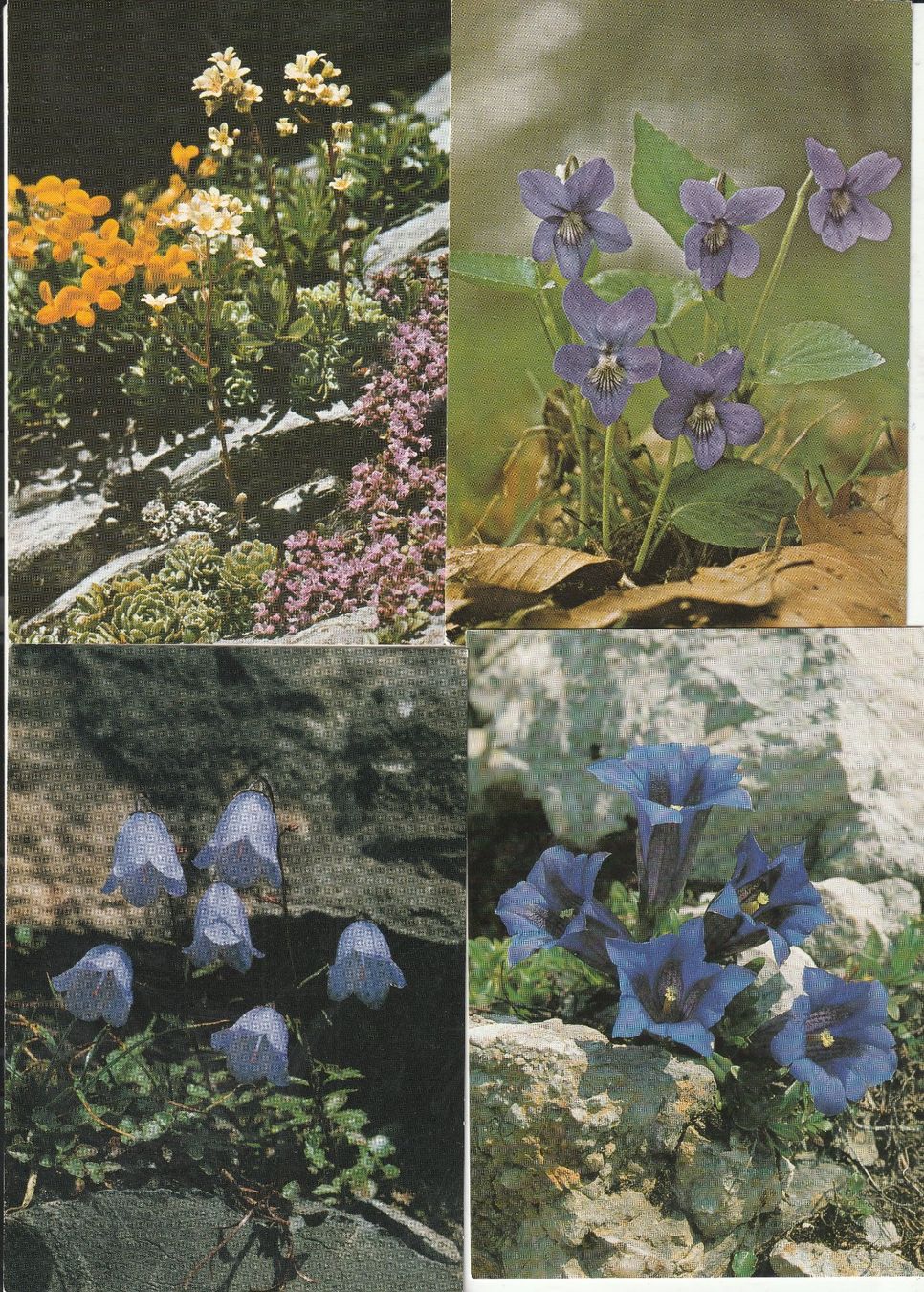 Cartoline postali: 40 Schöne Blummenkarten – Usato da Lumbrein venduto da made02 4