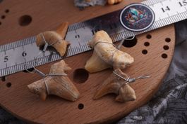 Fossilie Zähne Set lot  ab 1.-   (Räumung!)