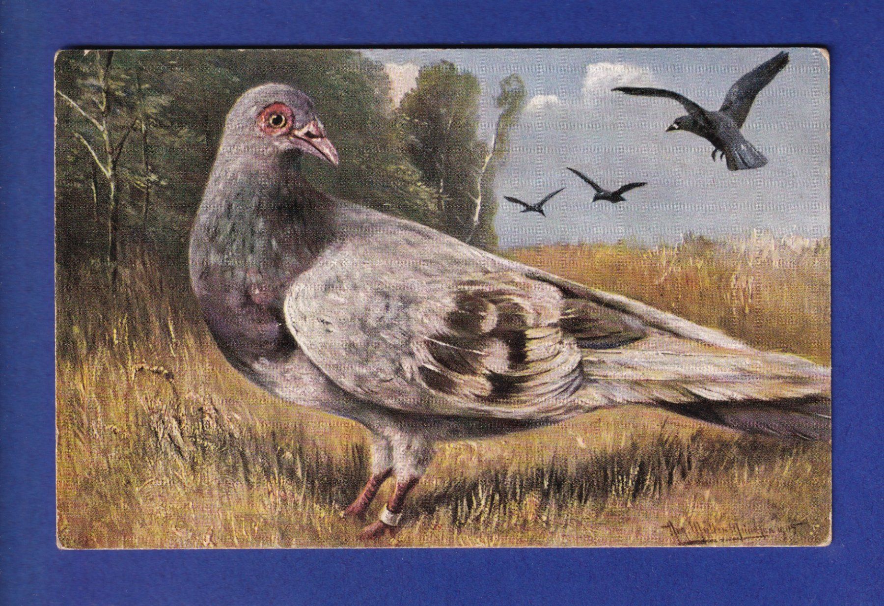 Ansichtskarten: OISEAU - Pigeon – Gebraucht aus Pully von nicecards-shop