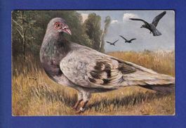 OISEAU - Pigeon