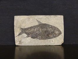 Versteinerter Fisch Fossil JIANGHANICHTHYS - BLACK FISH
