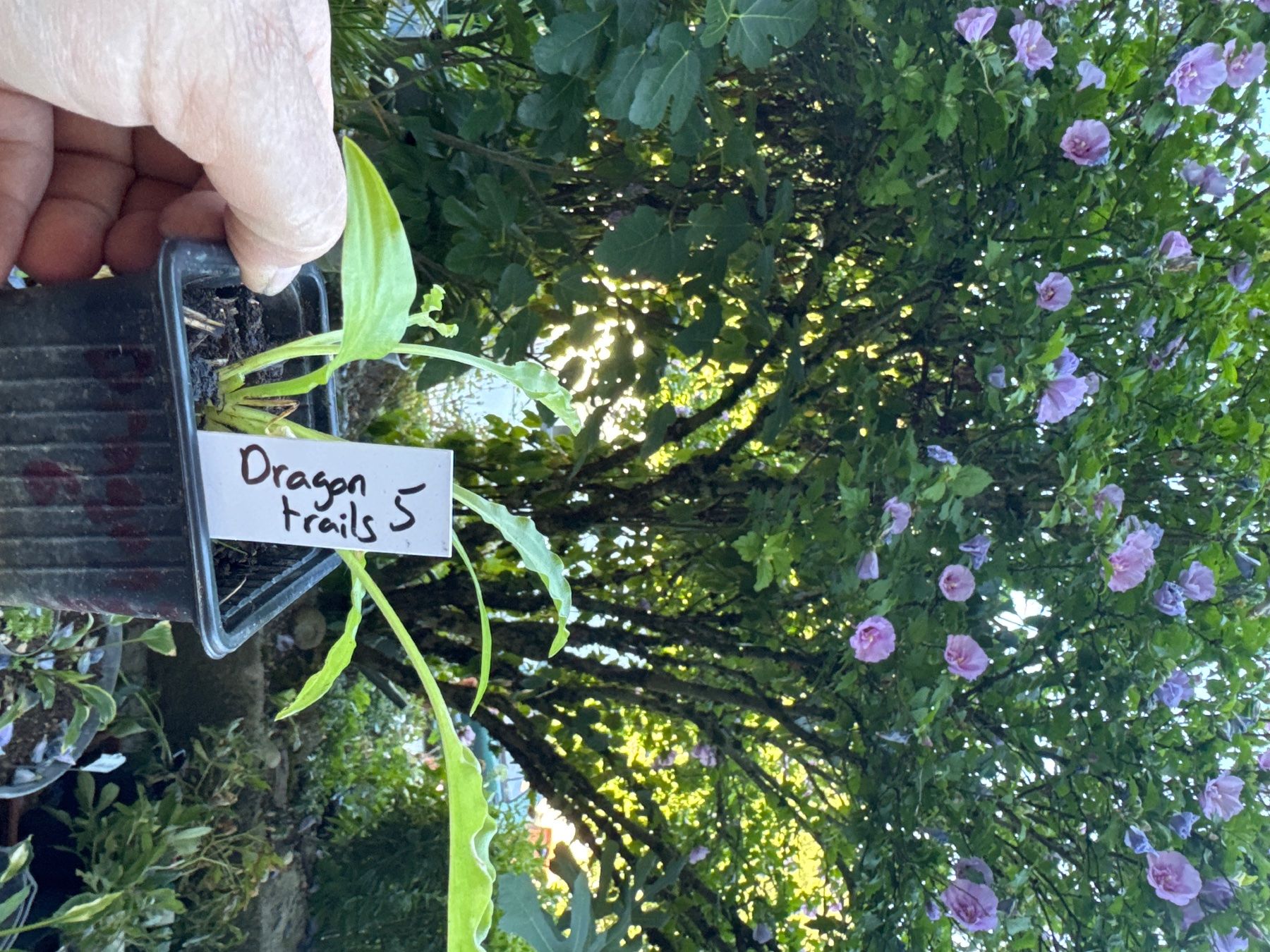 Piante & sementi: Hosta dragon tails 5 – Usato da Lajoux JU venduto da Briard0