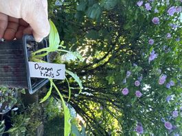 Hosta dragon tails 5