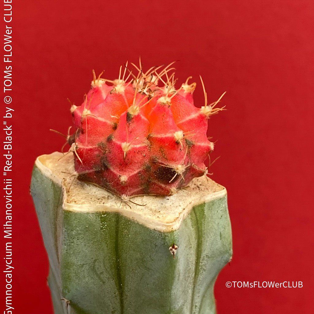 Piante & sementi: Gymnocalycium Mihanovichii "red-black" - veredelt – Nuovo e nell'imballaggio originale da Adliswil venduto da MarkyForest 2
