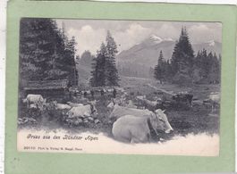 Gruss aus den Bündner Alpen Kühe 1912