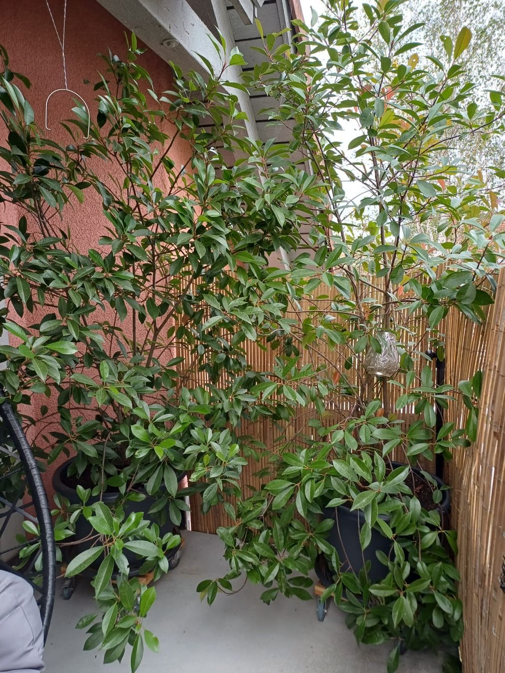 Plantes & graines: 25 Stück Glanzmispeln "Red Robin" – D'occasion à Alten par Regenwasser 2