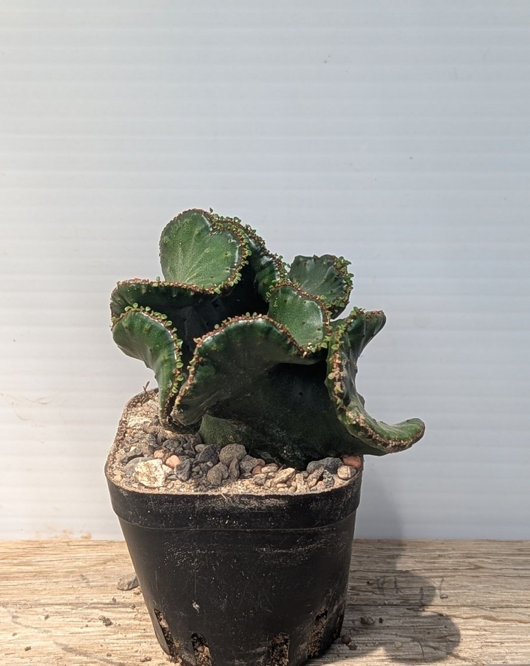 Piante & sementi: Euphorbia leucodendron f. crestata – Usato da Comano venduto da che_8lc2 1