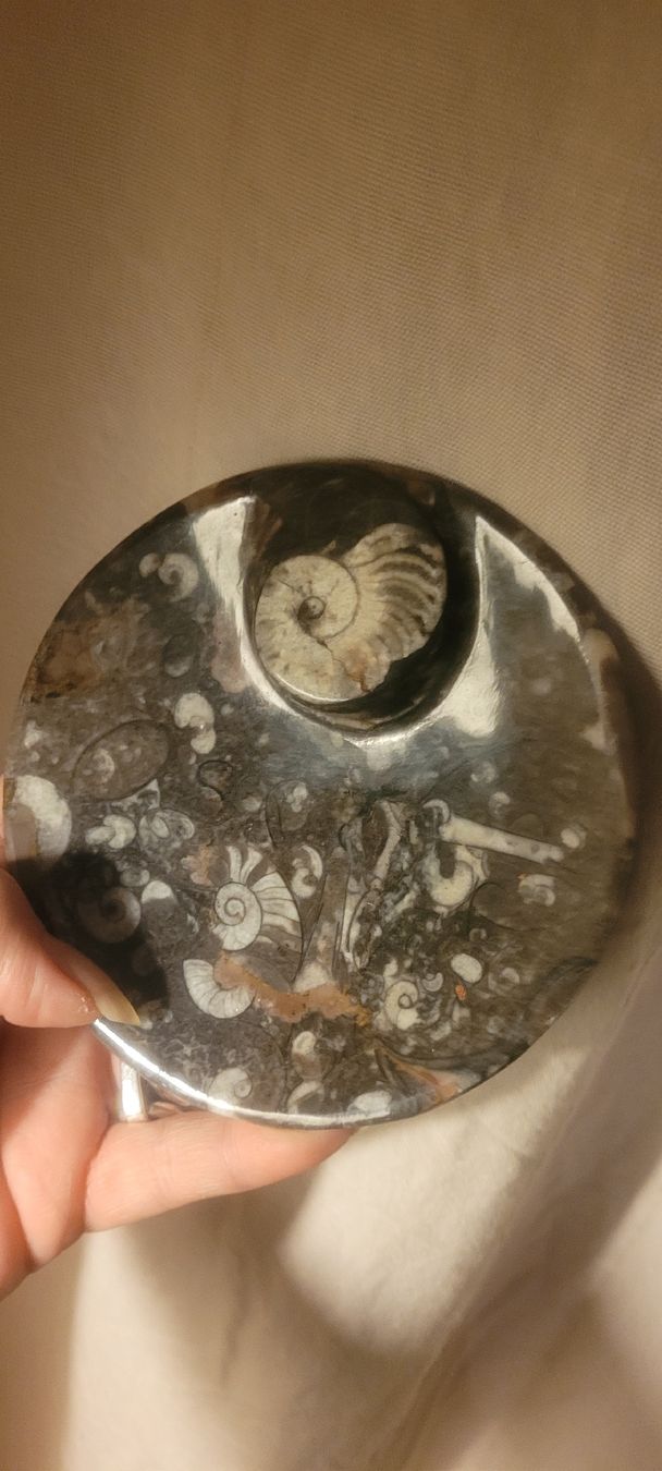 Fossili: Ammonite fossilisée, vide poche – Usato da Vevey venduto da lba_dd82