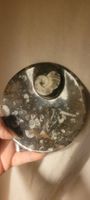 Ammonite fossilisée, vide poche