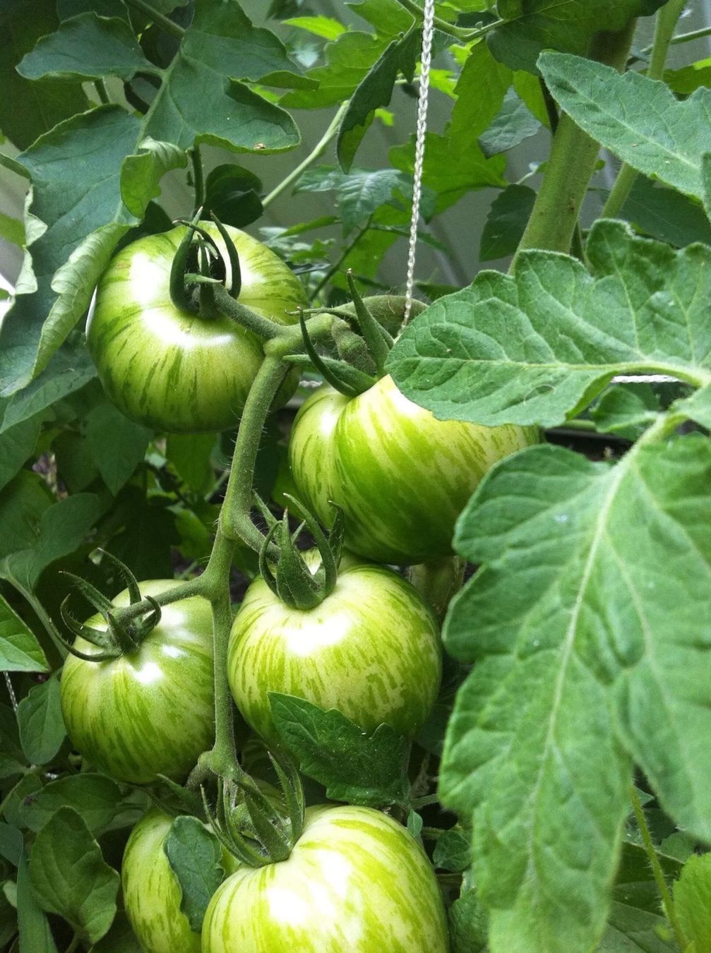Piante & sementi: 50 Samen TOMATE GREEN ZEBRA  Alte Sorte – Nuovo (secondo la descrizione) da Ehrendingen venduto da VerveinaSamen 4
