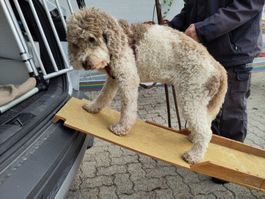 Hunde - Rampe