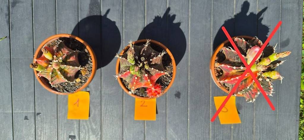 Piante & sementi: Gymnocalycium variegata – Usato da Wollerau venduto da rac_t7ys