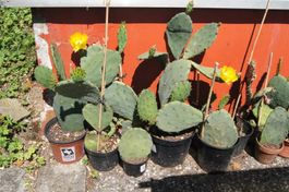 Winterharter Kaktus Opuntia engelmannii