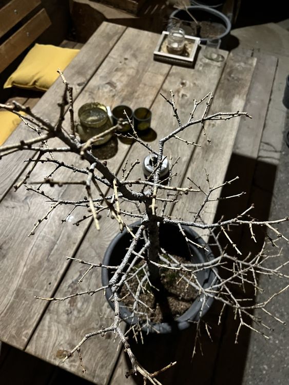 European Larch (larix Decidua) -Fotos Und -Bildmaterial In Hoher - Foto 4