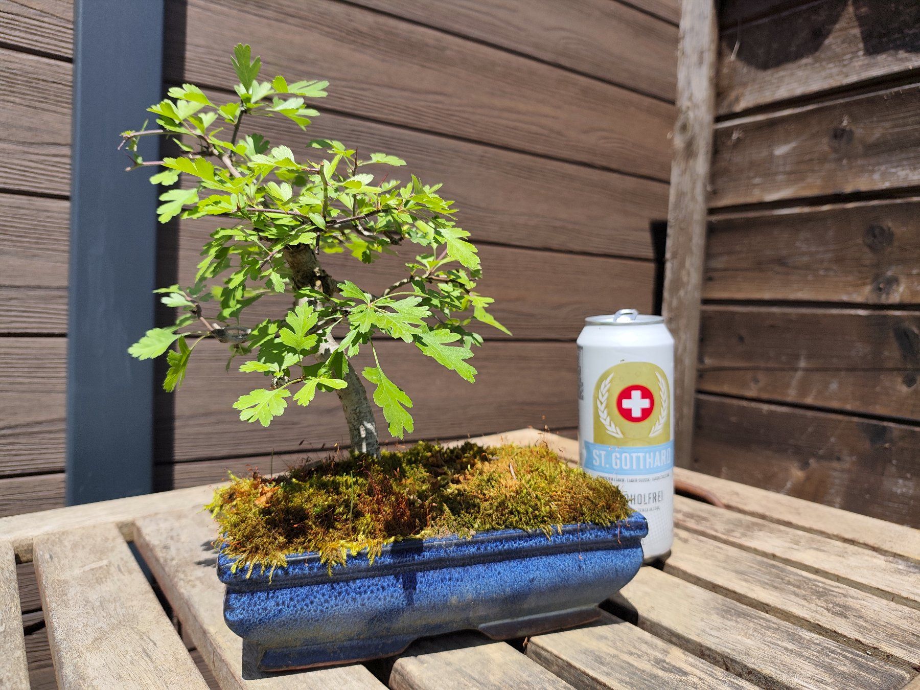 Piante & sementi: Bonsai Weissdorn – Usato da Oberwil BL venduto da suaku 1