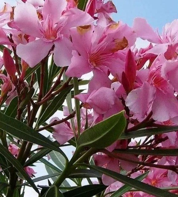 Piante & sementi: Ab 5.- CHF 10 Samen NERIUM OLEANDER Rosé – Nuovo e nell'imballaggio originale da Rovio venduto da POSITIFFARTandPLANTS 6
