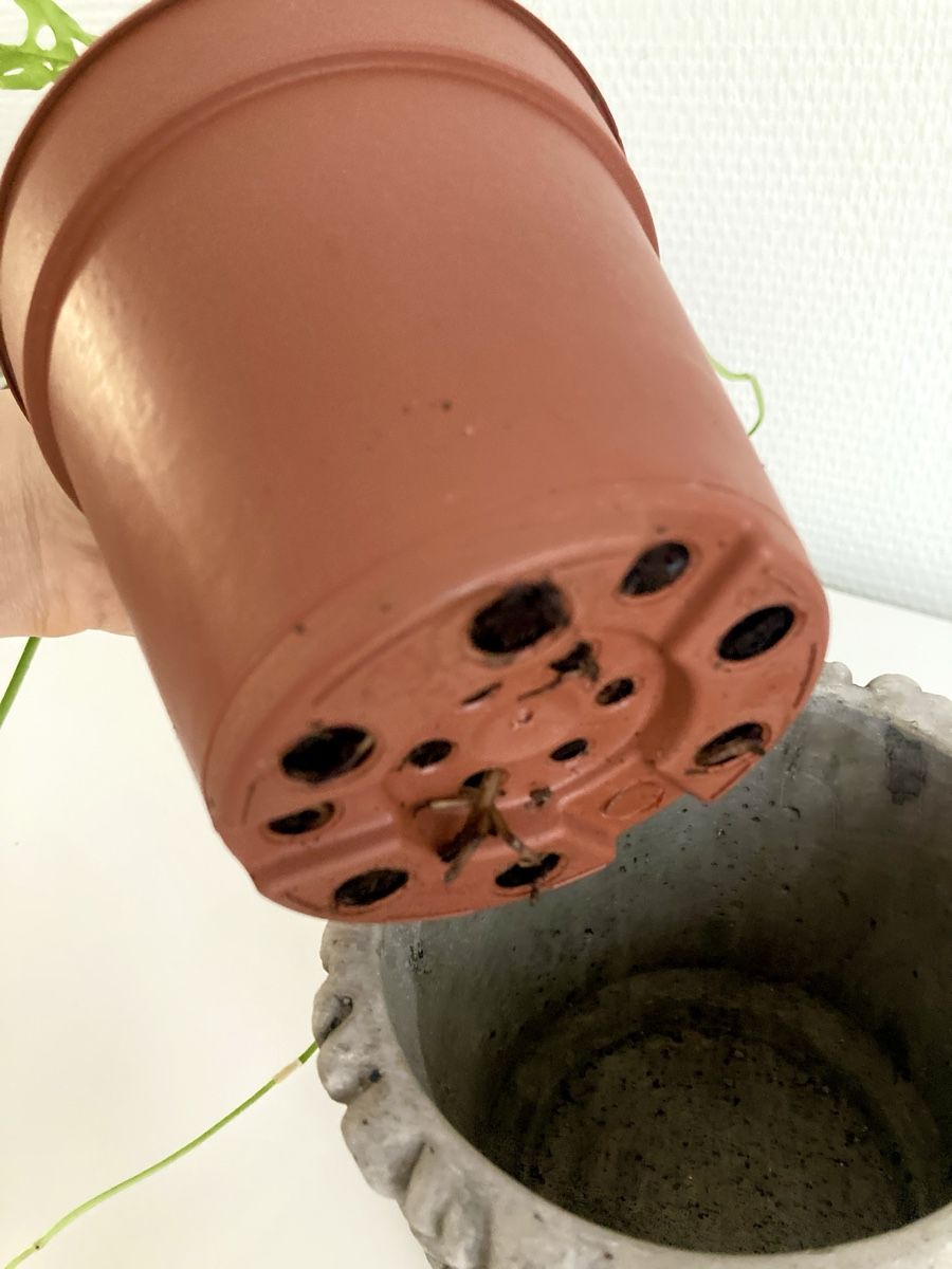 Piante & sementi: Monstera Obliqua Peru – Usato da Zürich venduto da slashobco 2