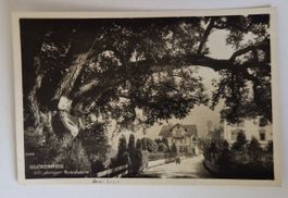 Beckenried, 300 jähriger Nussbaum