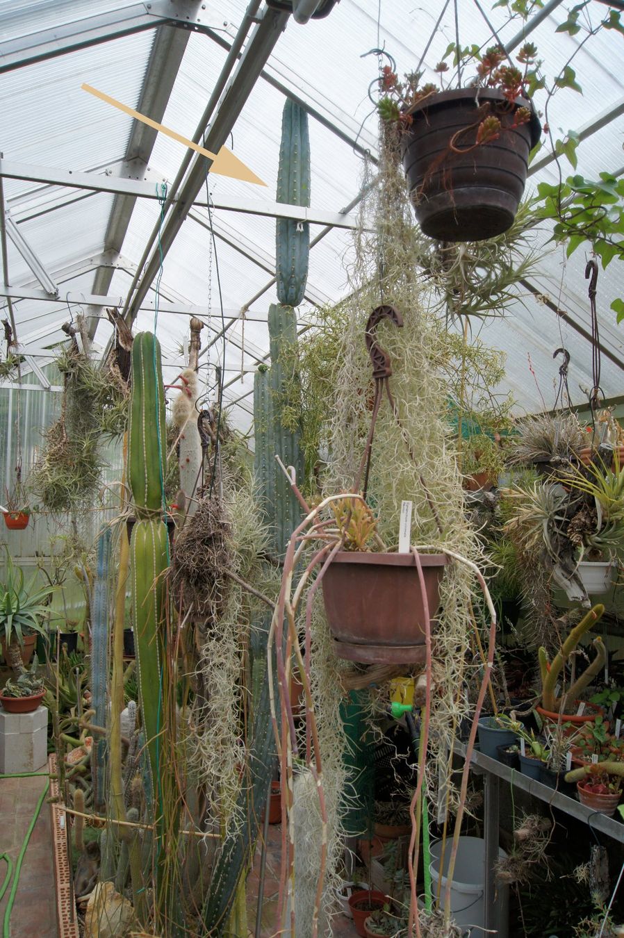 Plantes & graines: Cereus peruvianus – Kopfstück – D'occasion à Geroldswil par botanicals 1