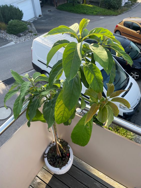 Avocado Pflanze Kaufen auf Ricardo