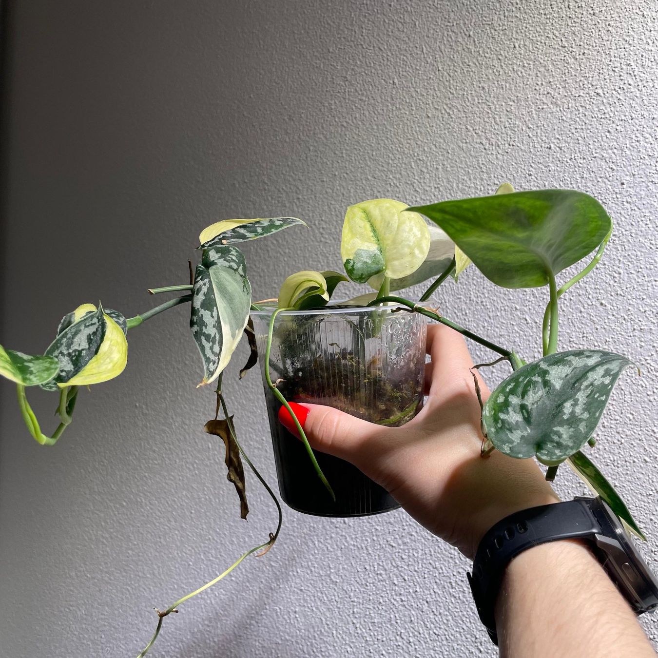 Pflanzen & Samen: Scindapsus Mayari variegata – Gebraucht aus Suhr von Planted.by.two 2
