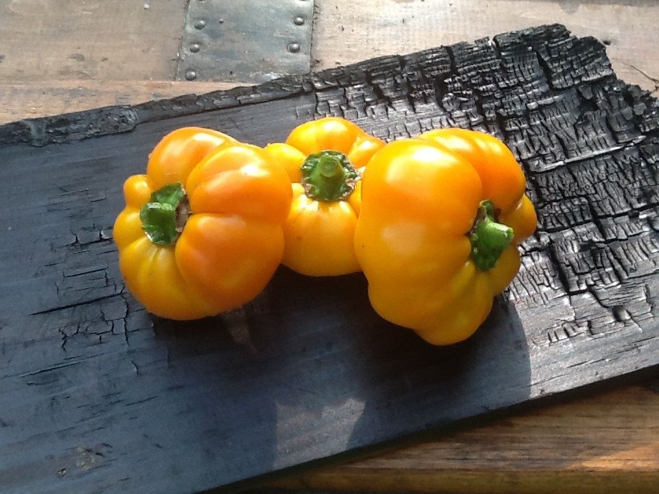 Piante & sementi: 50 Samen Paprika  TOPEPO GIALLO süss – Nuovo (secondo la descrizione) da Ehrendingen venduto da VerveinaSamen 1