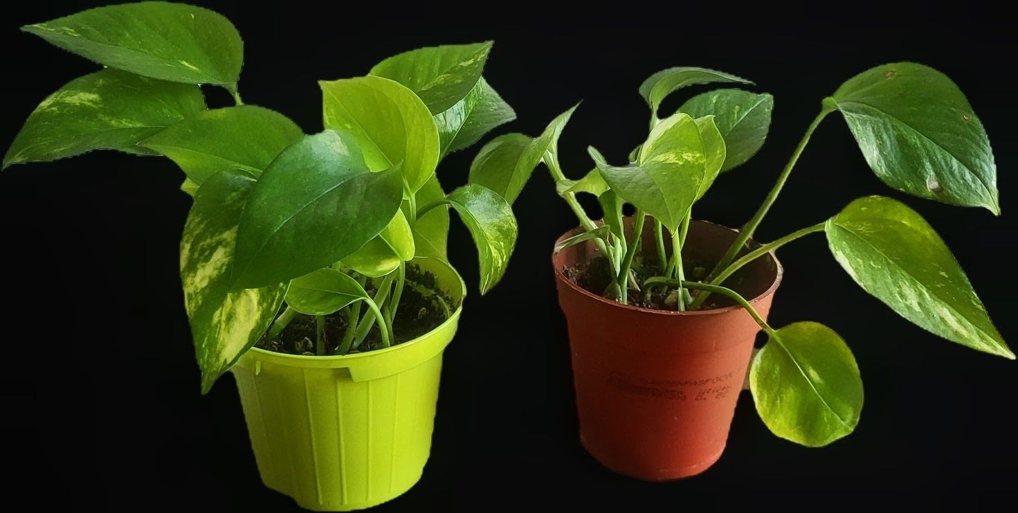 Piante & sementi: Golden Pothos (Epipremnum aureum) SMALL – Usato da Pregassona venduto da maslud