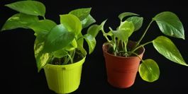 Golden Pothos (Epipremnum aureum) SMALL