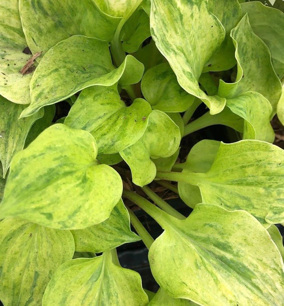 Piante & sementi: Hosta Golden Needles 1 – Usato da Lajoux JU venduto da Briard0 2