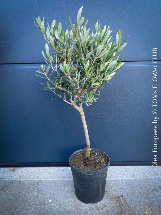 Olivenbaum - Olea Europaea - schnes Bumchen (Neu und originalverpackt) in  Adliswil fr CHF 43  nur Abholung auf Ricardo kaufen