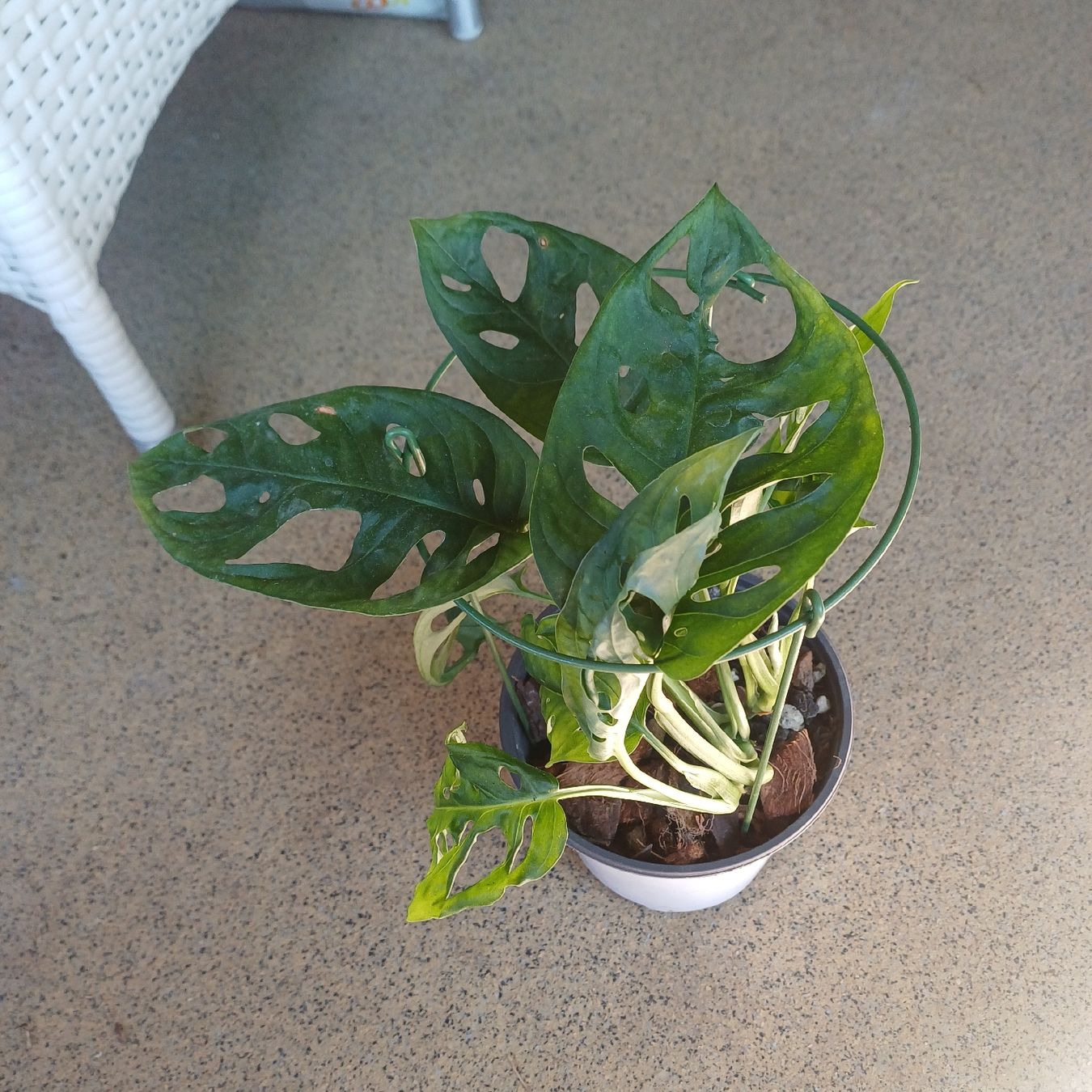 Piante & sementi: Monstera adansonii - monky face – Nuovo (secondo la descrizione) da Paradiso venduto da ind_g2xf